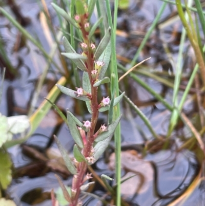 Lythrum hyssopifolia (Small Loosestrife) at QPRC LGA - 1 Jan 2024 by JaneR