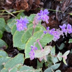 Veronica perfoliata (Digger's Speedwell) at Brindabella National Park - 1 Jan 2024 by JimL