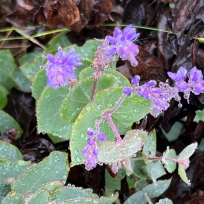 Veronica perfoliata (Digger's Speedwell) at Brindabella National Park - 1 Jan 2024 by JimL