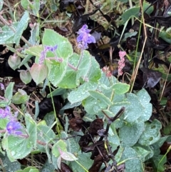 Veronica perfoliata at Brindabella National Park - 1 Jan 2024