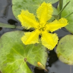 Nymphoides montana (Marshwort) at Bendoura, NSW - 1 Jan 2024 by JaneR