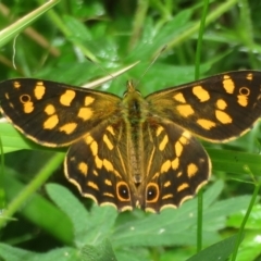 Oreixenica kershawi (Striped Xenica) at Namadgi National Park - 1 Jan 2024 by Christine