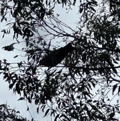 Callocephalon fimbriatum (Gang-gang Cockatoo) at Cook, ACT - 2 Jan 2024 by lbradley