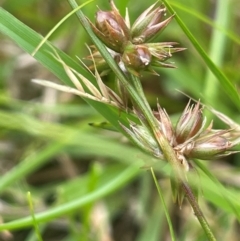 Juncus homalocaulis (A Rush) at Bendoura, NSW - 1 Jan 2024 by JaneR