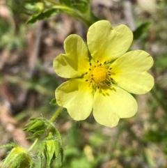 Potentilla recta (Sulphur Cinquefoil) at Kosciuszko National Park - 29 Dec 2023 by SteveBorkowskis