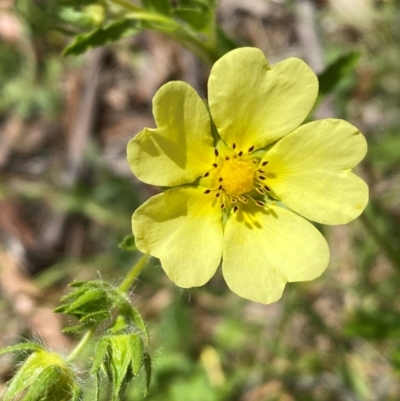 Potentilla recta (Sulphur Cinquefoil) at Kosciuszko National Park - 29 Dec 2023 by SteveBorkowskis