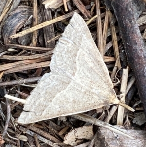 Epidesmia hypenaria at Kosciuszko National Park - 29 Dec 2023 02:00 PM