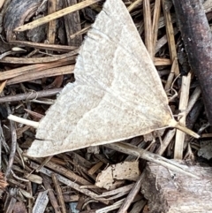 Epidesmia hypenaria at Kosciuszko National Park - 29 Dec 2023 02:00 PM