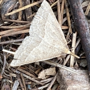 Epidesmia hypenaria at Kosciuszko National Park - 29 Dec 2023 02:00 PM