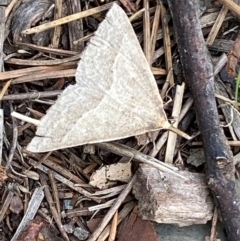 Epidesmia hypenaria at Kosciuszko National Park - 29 Dec 2023 02:00 PM