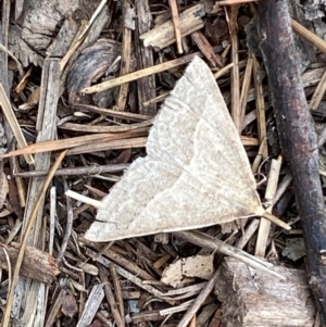 Epidesmia hypenaria at Kosciuszko National Park - 29 Dec 2023 02:00 PM