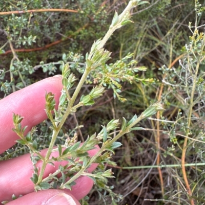 Mirbelia oxylobioides (Mountain Mirbelia) at Cook, ACT - 1 Jan 2024 by lbradley