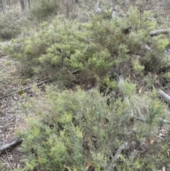 Mirbelia oxylobioides at Cook, ACT - 2 Jan 2024 10:24 AM