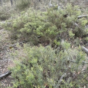 Mirbelia oxylobioides at Cook, ACT - 2 Jan 2024 10:24 AM