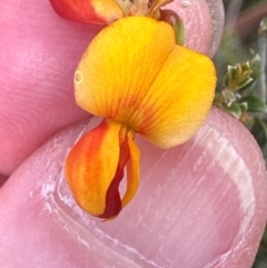 Mirbelia oxylobioides at Cook, ACT - 2 Jan 2024