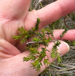 Dillwynia phylicoides at Cook, ACT - 2 Jan 2024 10:29 AM