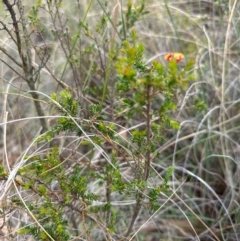 Dillwynia phylicoides at Cook, ACT - 2 Jan 2024 10:29 AM