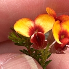 Dillwynia phylicoides at Cook, ACT - 2 Jan 2024 10:29 AM