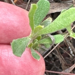 Hibbertia obtusifolia (Grey Guinea-flower) at Cook, ACT - 1 Jan 2024 by lbradley