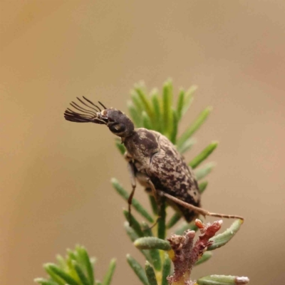 Ptilophorus sp. (genus) (Wedge-shaped beetle) at Bruce Ridge to Gossan Hill - 26 Sep 2023 by ConBoekel