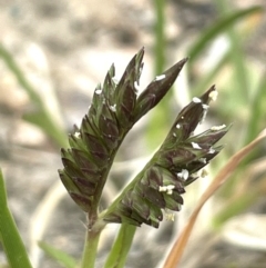 Eleusine tristachya (Goose Grass, Crab Grass, American Crows-Foot Grass) at QPRC LGA - 1 Jan 2024 by JaneR