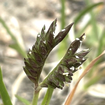 Eleusine tristachya (Goose Grass, Crab Grass, American Crows-Foot Grass) at Bendoura, NSW - 1 Jan 2024 by JaneR