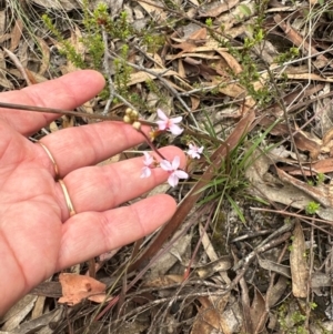 Stylidium graminifolium at Aranda, ACT - 2 Jan 2024