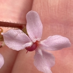 Stylidium graminifolium at Aranda, ACT - 2 Jan 2024 10:46 AM