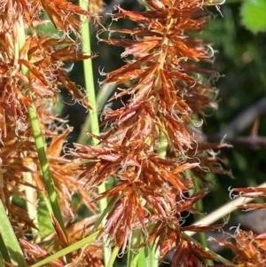 Cyperus lucidus at Lower Cotter Catchment - 27 Nov 2023 05:22 PM