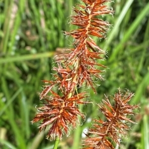 Cyperus lucidus at Lower Cotter Catchment - 27 Nov 2023 05:22 PM