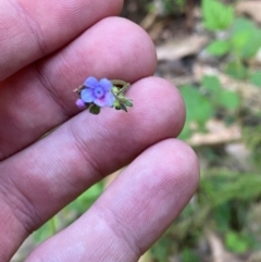 Cynoglossum australe (Australian Forget-me-not) at Namadgi National Park - 27 Nov 2023 by Tapirlord