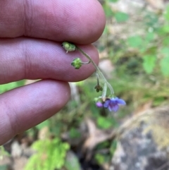 Cynoglossum australe at Namadgi National Park - 27 Nov 2023