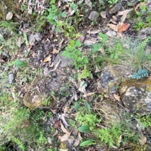 Cynoglossum australe at Namadgi National Park - 27 Nov 2023