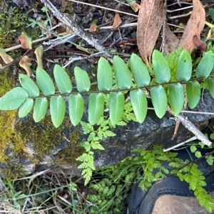 Pellaea calidirupium at Namadgi National Park - 27 Nov 2023 04:38 PM