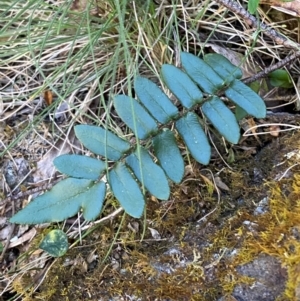 Pellaea calidirupium at Namadgi National Park - 27 Nov 2023 04:38 PM