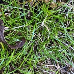 Schoenus maschalinus at Namadgi National Park - 27 Nov 2023