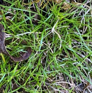 Schoenus maschalinus at Namadgi National Park - 27 Nov 2023