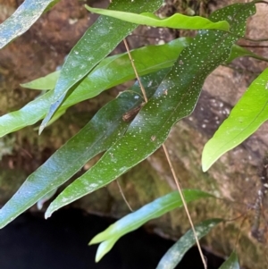 Microsorum pustulatum subsp. pustulatum at Uriarra Village, ACT - 27 Nov 2023