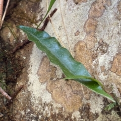 Microsorum pustulatum subsp. pustulatum at Uriarra Village, ACT - 27 Nov 2023