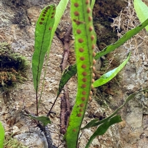 Microsorum pustulatum subsp. pustulatum at Uriarra Village, ACT - 27 Nov 2023