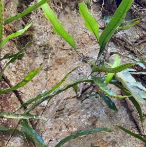 Microsorum pustulatum subsp. pustulatum at Uriarra Village, ACT - 27 Nov 2023