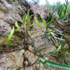 Zealandia pustulata subsp. pustulata at Uriarra Village, ACT - 27 Nov 2023 04:10 PM