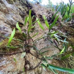 Zealandia pustulata subsp. pustulata at Uriarra Village, ACT - 27 Nov 2023 04:10 PM