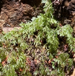 Hymenophyllum cupressiforme at Uriarra Village, ACT - suppressed