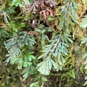 Hymenophyllum cupressiforme at Uriarra Village, ACT - suppressed