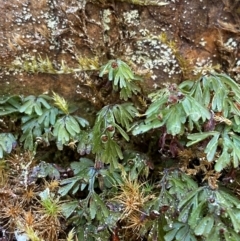 Hymenophyllum cupressiforme at Uriarra Village, ACT - suppressed