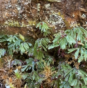 Hymenophyllum cupressiforme at Uriarra Village, ACT - suppressed