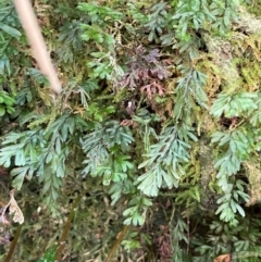 Hymenophyllum cupressiforme at Uriarra Village, ACT - 27 Nov 2023