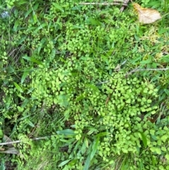 Adiantum aethiopicum at Namadgi National Park - 27 Nov 2023