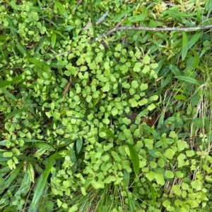 Adiantum aethiopicum at Namadgi National Park - 27 Nov 2023